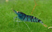 20101209am4a
