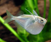 20101209orisas_baltahasu_lazac2