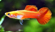 Flamingo_red_guppi_hm_Poecilia_reticulata