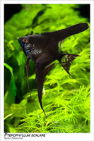 fekete_vitorlashal_Pterophyllum_scalare
