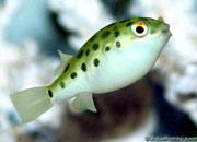 zld_gmbhal_Tetraodon_fluviatilis