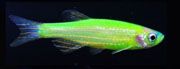 zld_zebra_danio_Danio_rerio