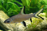 Capamarna_Balantiocheilos_melanopterus