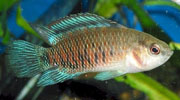Keksuger_badis_badis