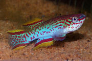 Narancsszoju_fogasponty_Aphyosemion_gardneri