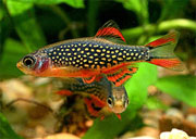 Tejut_danio_Danio_margaritatus