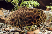 leopard_bozothal_Ctenopoma_acutirostre