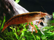 sepregeto_garnela