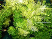 Capamarna_Balantiocheilos_melanopterus