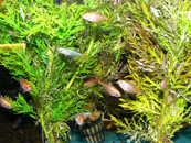 Capamarna_Balantiocheilos_melanopterus
